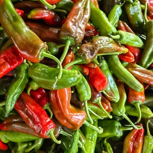新鲜现摘现发微辣花色辣椒新鲜椒牛角椒虎皮尖椒青红混装大辣椒酱