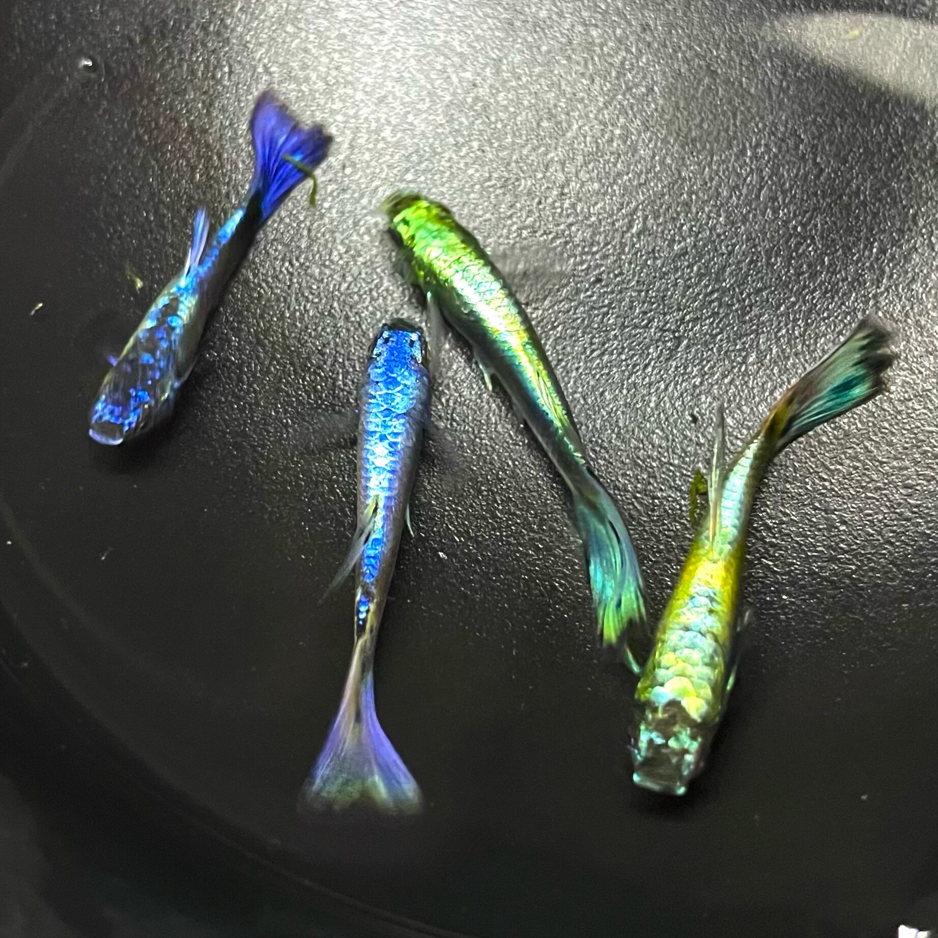 鱼游出品冷色调观背孔雀好养易活小型淡水冷水下崽狂魔鱼好养活