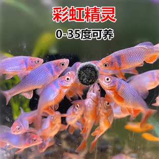 北美原生耐寒冷水鱼淡水卢伦真小鲤彩虹精灵鱼群游宠物观赏鱼活体