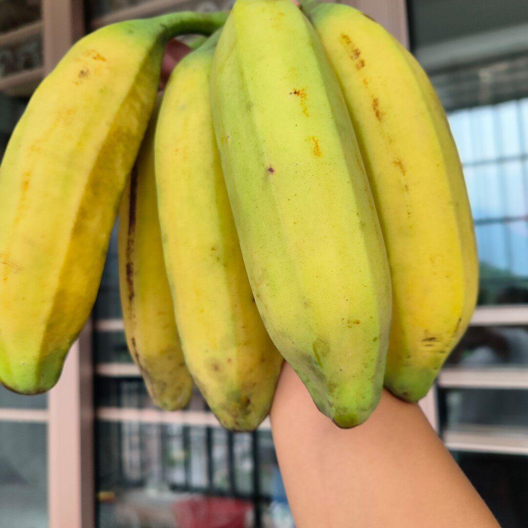 广东正宗高州大芭蕉新鲜现摘青皮发货牛角蕉香蕉粉蕉苹果蕉小米蕉