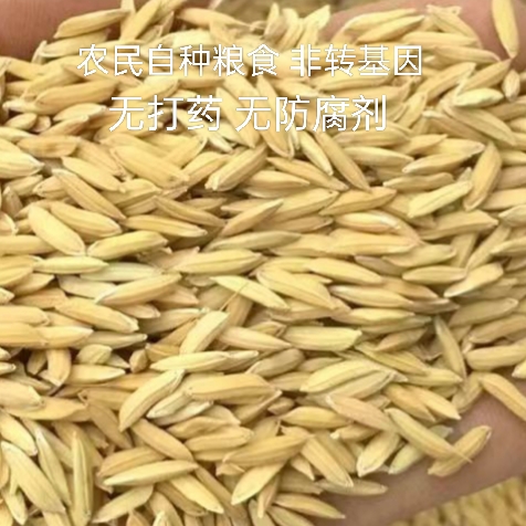 广东自家种植粮食新鲜长粒水稻喂鸡鸭饲料早糙稻谷晚糙稻谷随机发