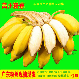 香蕉 芭蕉 水果 包邮 广东茂名高州粉蕉新鲜自然熟粉糯小米蕉3斤起