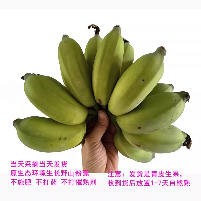 广东高州香蕉粉蕉新鲜现摘现发小米蕉5斤包邮 芭蕉 香蕉 新鲜水果