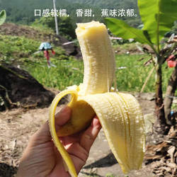 广东茂名高州香蕉包邮广东香蕉广东茂名香蕉香蕉 应季新鲜水果