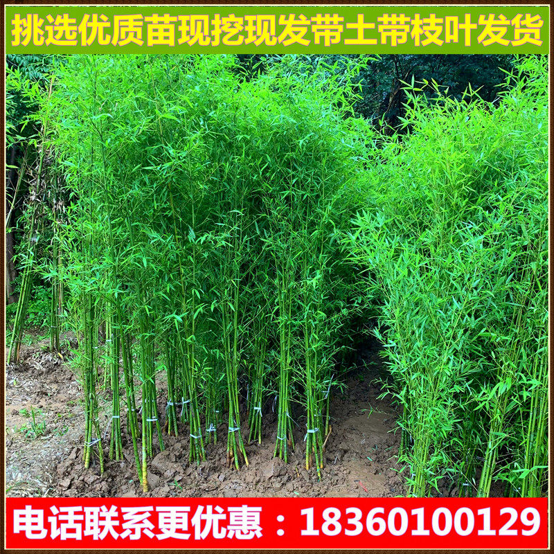 四季青北方耐寒竹子苗常绿植物