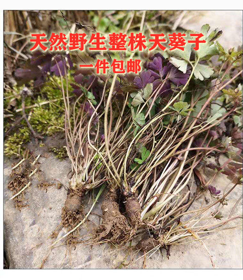 新货秦岭野生干天葵子千年老鼠屎整株250克中草药包邮药材