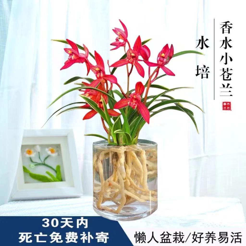 兰花苗带花苞四季浓香型室内阳台