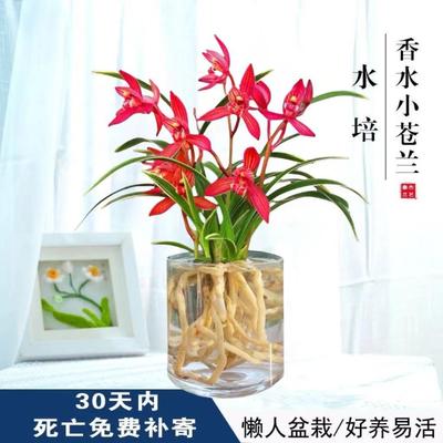 兰花苗带花苞四季浓香型室内阳台