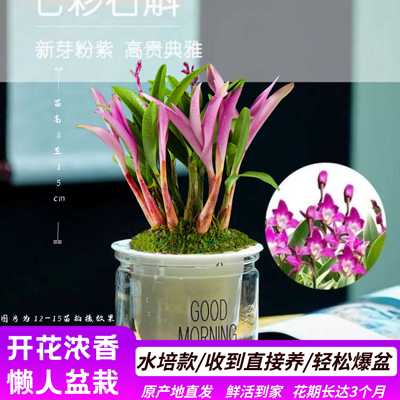 七彩石斛兰花苗水培室内植物浓香型花卉绿植室内盆栽桌面石斛盆栽