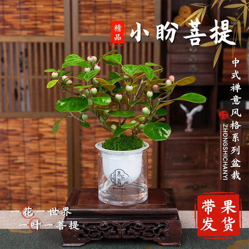 小盼菩提树带果禅意绿植盆栽图片
