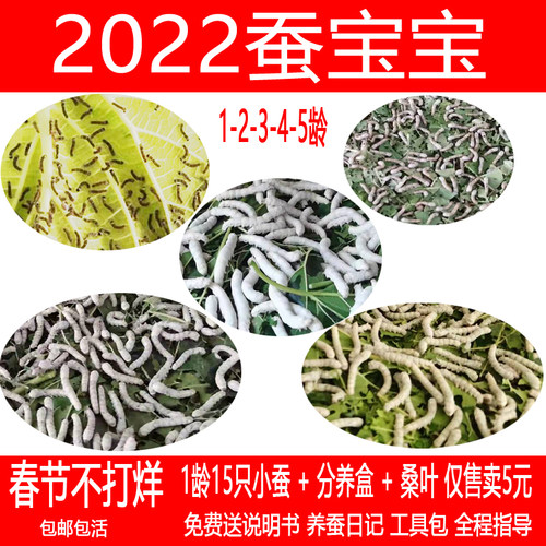 学生养蚕套餐12345龄蚕新鲜桑叶
