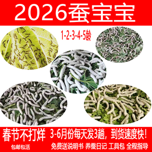 2026年学生养蚕套餐 12345龄彩蚕宝宝 新鲜特嫩桑叶蚕卵 湖南长沙