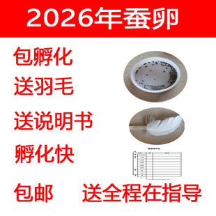 2026年春蚕蚕卵 蚕种 学生养蚕套餐 蚕蛋 蚕子 彩蚕籽 桑叶新鲜