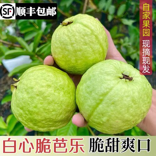 芭乐番石榴廉江特产珍珠番石榴