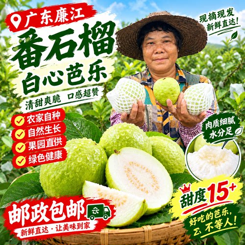 芭乐番石榴廉江特产珍珠番石榴