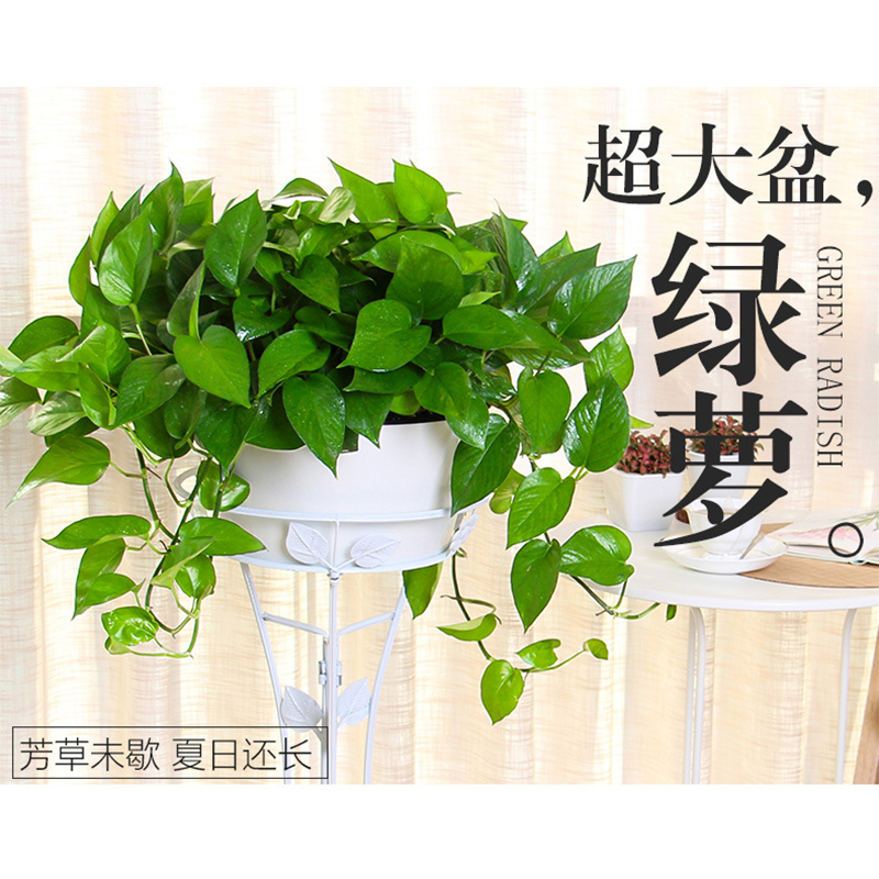 大盆绿萝大叶长藤垂吊植物净化空气吸甲醛盆栽绿箩花卉室内吊兰热销25件限时2件3折