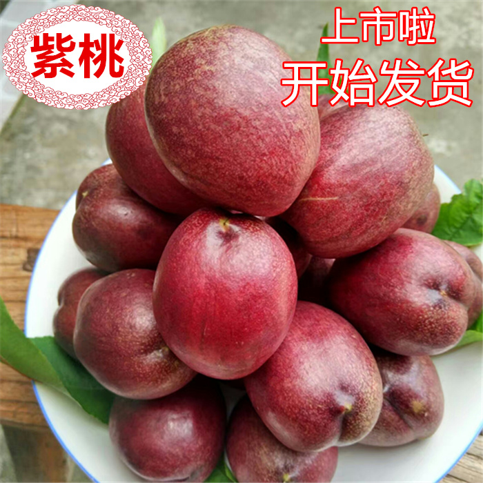 现摘江苏紫桃紫皮紫肉紫血桃富含硒花青素酸甜口感