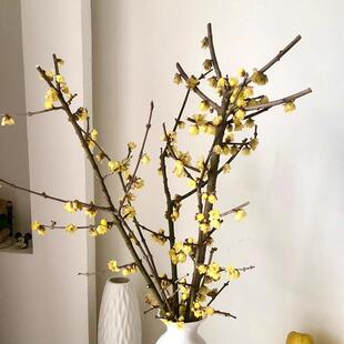 素心腊梅花鲜花水养插花腊梅树枝水培植物中国蜡梅鲜切花