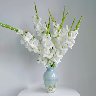 鲜切花剑兰鲜花云南直发唐菖蒲瓶插花十样锦花束水培兰花紫色花卉