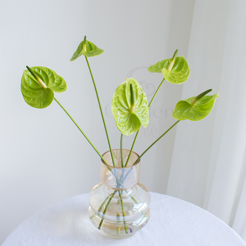 室内水培家用插花云南直发绿掌