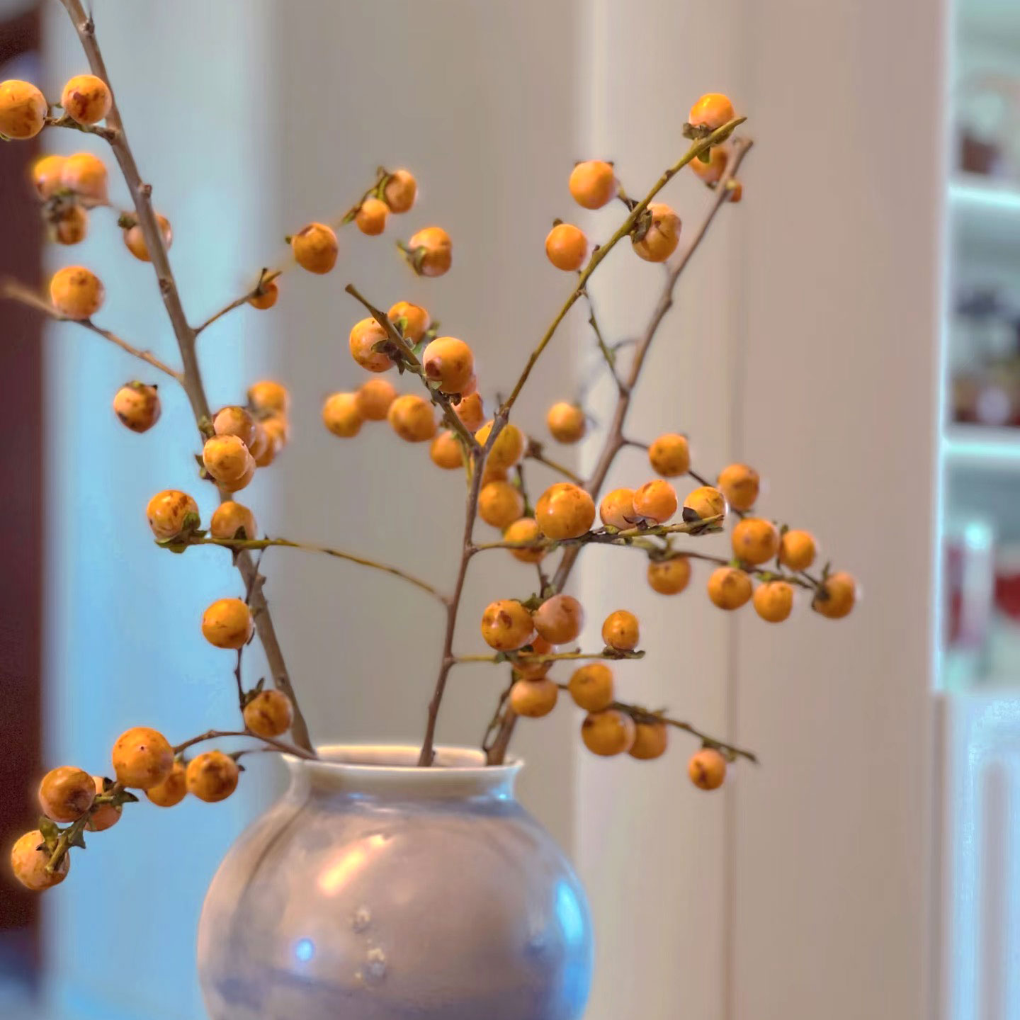 mini小柿子鲜切枝室内水培植物