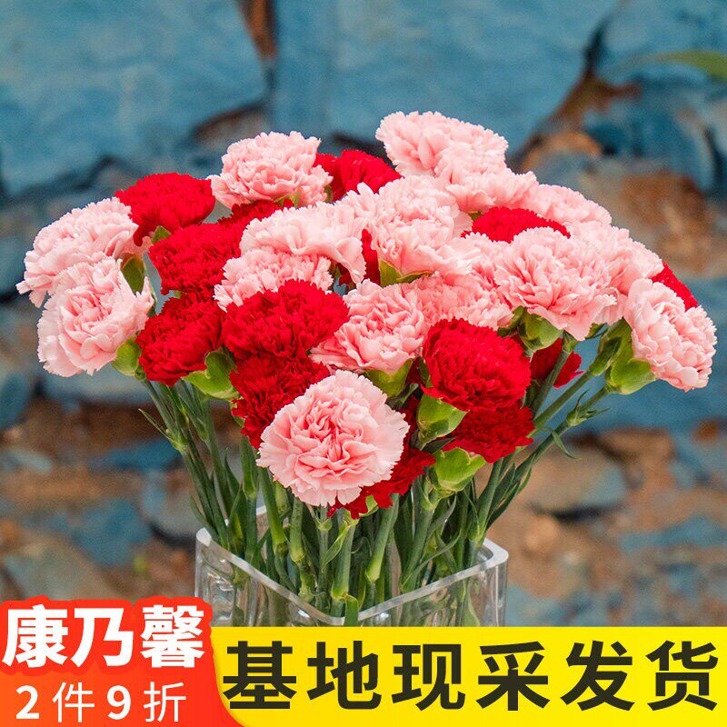 康乃馨鲜花云南基地直发母亲节礼物花束插花鲜切花顺丰次日达批发 - 实物图