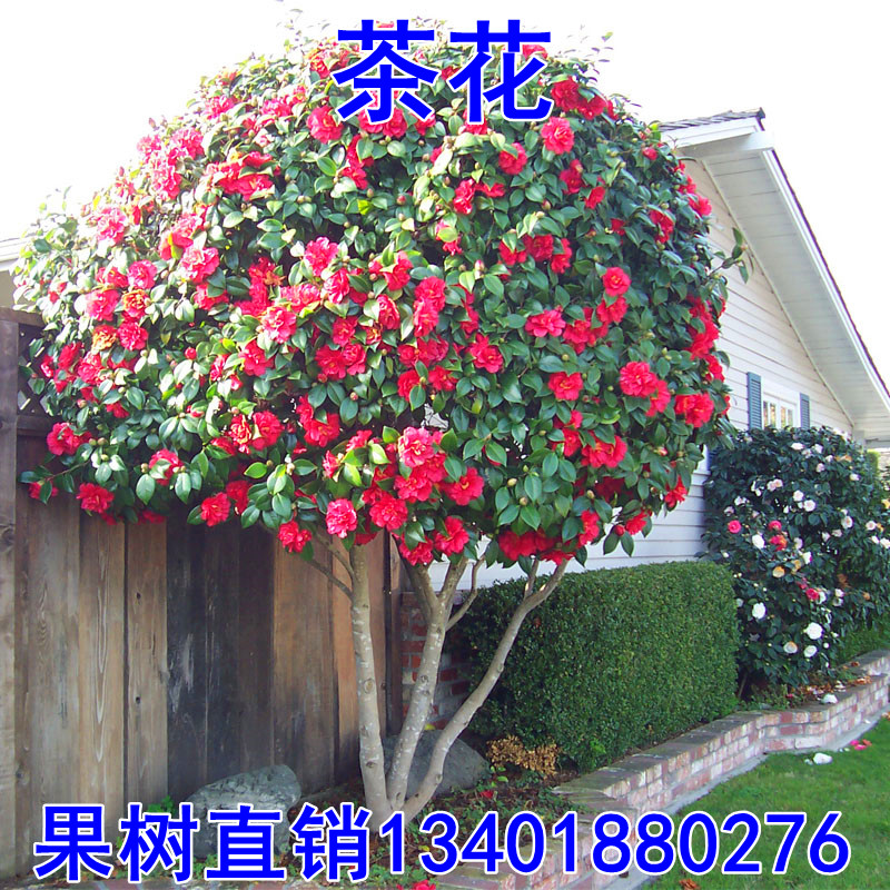 庭院耐寒植物大型山茶花树苗四季常青耐冬耐冻茶花树苗当年开花
