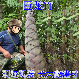 大楠竹大型巨龙竹苗庭院毛竹食用甜竹笋苗种植南鞭根四季春冬
