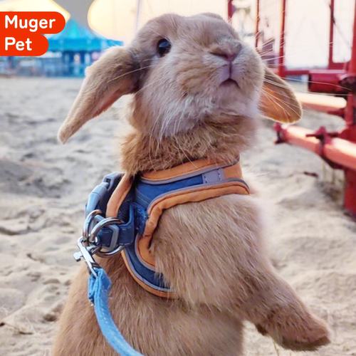 兔子牵引绳外出防挣脱可调节背带