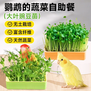 鹦鹉豌豆苗小太阳牡丹鸟食用草玄凤虎皮天然啃咬玩具解闷自嗨蔬菜