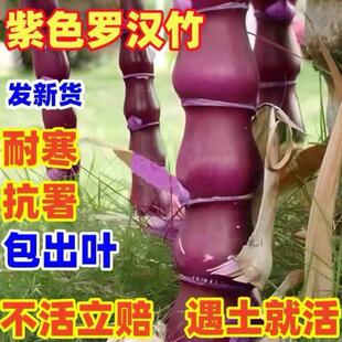 高密度实心竹子苗北方耐寒紫竹小苗玉竹苗文玩竹黑竹子盆栽鲜活