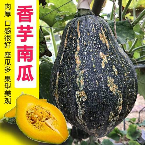 【顺丰包邮】香芋南瓜秧苗 瓜苗 品种 香芋南瓜苗甜糯南瓜金香