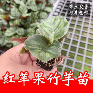 【顺丰包邮】红苹果竹芋苗竹芋北欧四季常青办公室耐阴耐热植物
