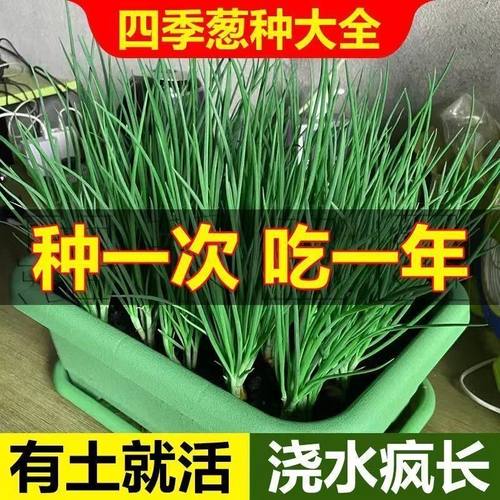 四季小香葱籽小香葱种子阳台室内盆栽葱种子耐寒蔬菜种子家