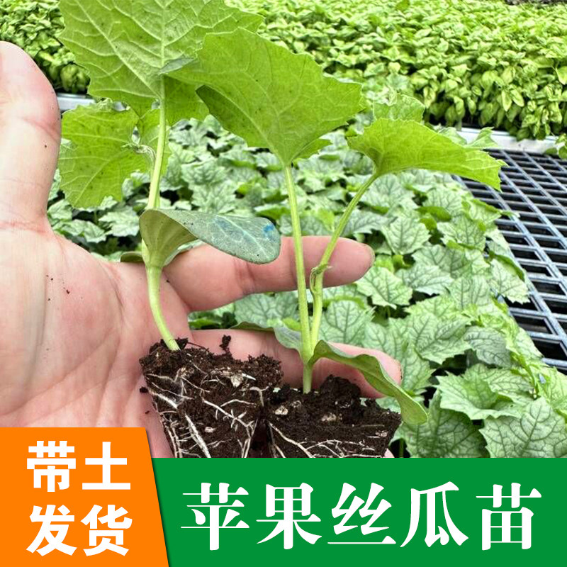 苹果丝瓜苗秧苗种子盆栽籽种蔬菜四季孑菜种水瓜高产种包邮