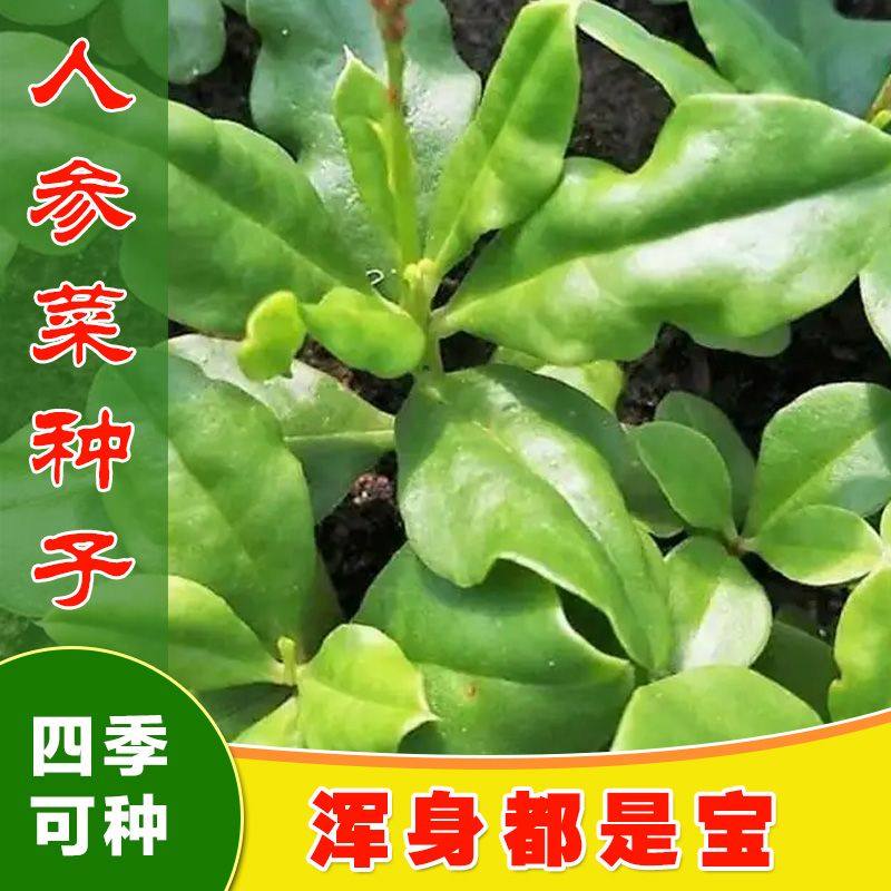 土人参菜种子高丽参土洋参叶用东洋菜播特色蔬菜种籽盆栽药用新疆