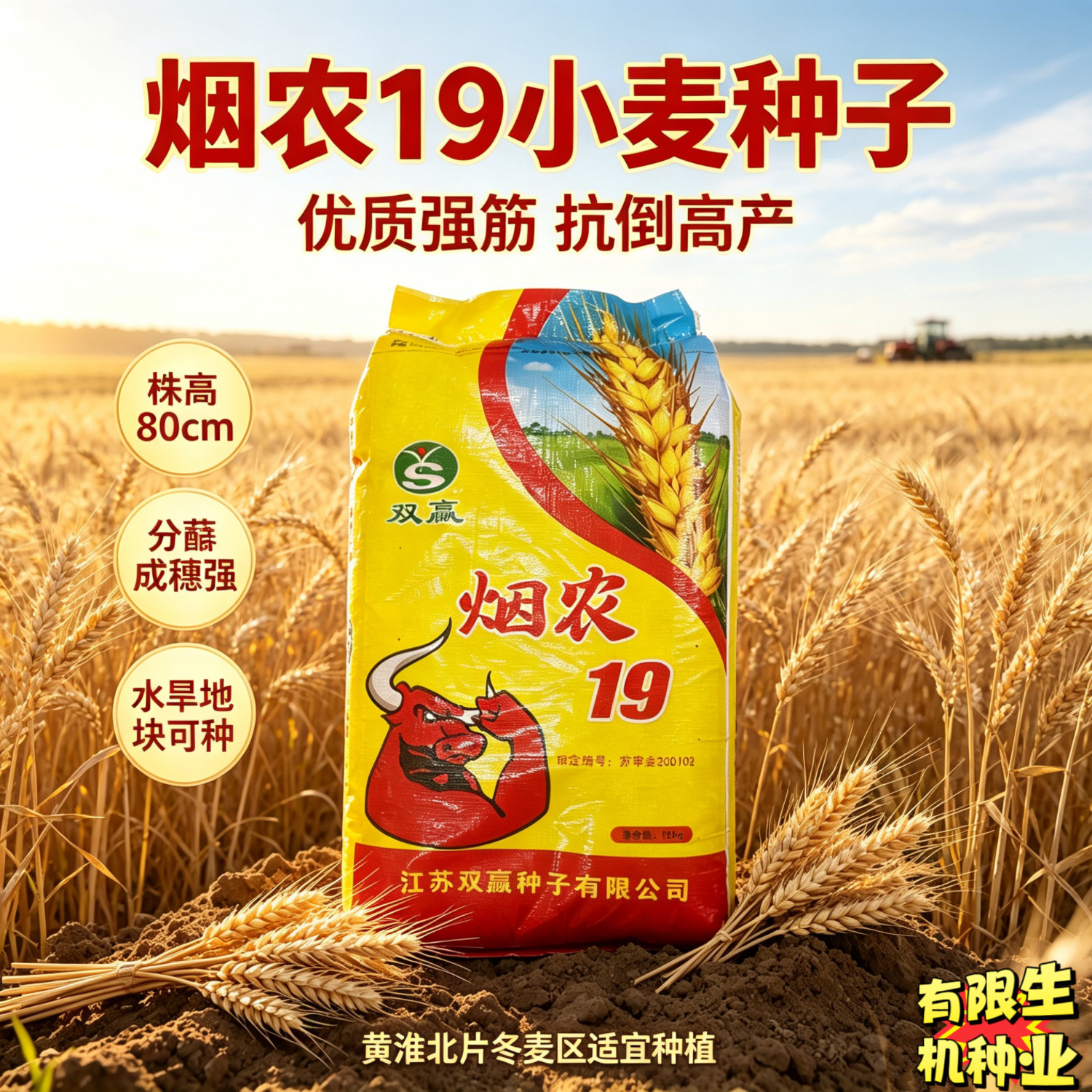 烟农19小麦种子高产抗倒伏抗病强分蘖力强抗倒伏性强高产小麦种籽