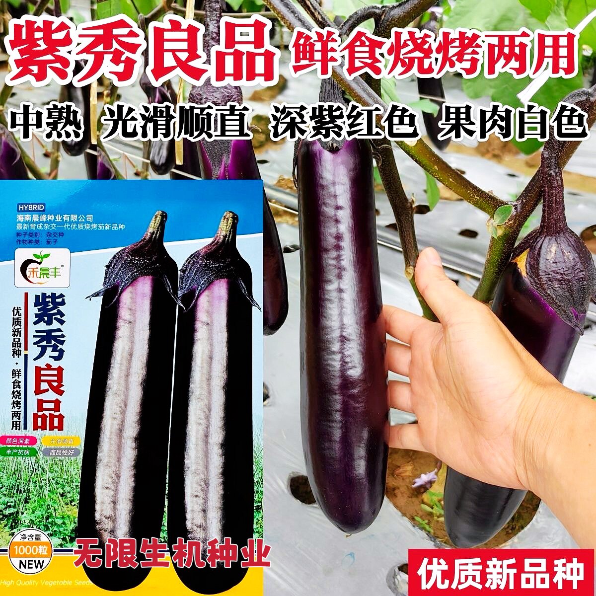紫秀良品茄子种子烧烤茄种子高产深紫红广茄种籽春秋紫红长茄种子