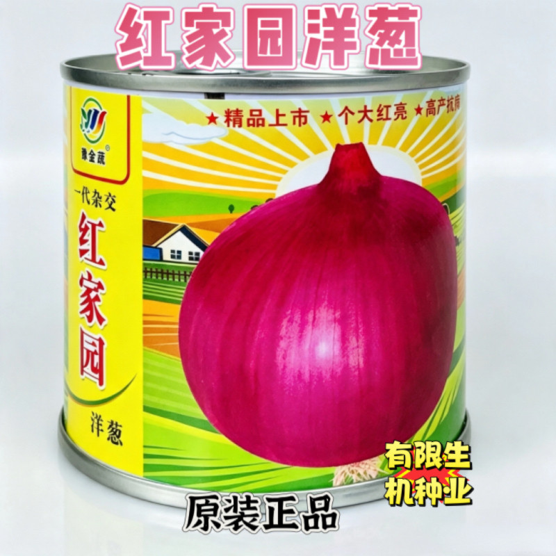 红家园洋葱种籽中早熟红皮洋葱种子高产抗病耐寒春秋季播种正品