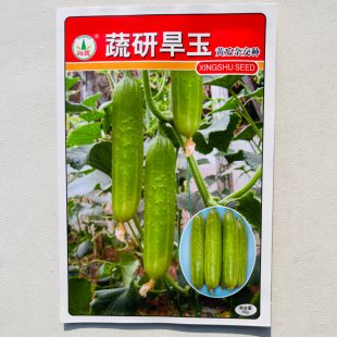 蔬研旱玉黄瓜种子早熟高产黄绿色油亮旱黄瓜种籽春夏秋季强雌正品