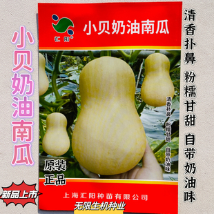 小贝奶油南瓜种子粉糯香甜小南瓜种籽四季播农家田园花生南瓜种子