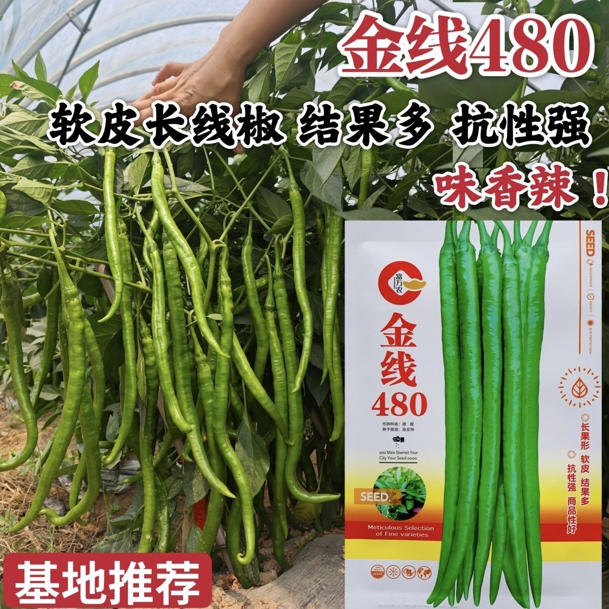 正品金线480线椒种子早熟一代杂交长果软皮线椒辣椒香辣高产抗病