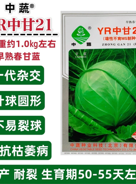 中蔬甘蓝种子YR中甘21早熟春甘蓝种子包菜圆球甘蓝种籽卷心菜种籽