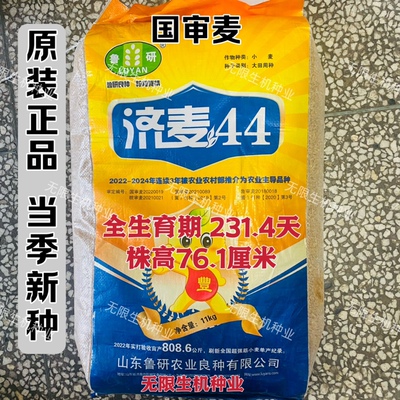 济麦44小麦种子优质强筋麦种高产原装正品高发芽率双国审小麦种籽