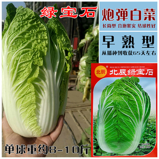 北辰绿宝石大白菜种子早熟高产抗病商品性佳 农家秋季播白菜种籽