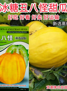 冰糖丑八怪甜瓜种子金黄色甜脆四棱瓜籽杂交大田用种四季蔬果种籽