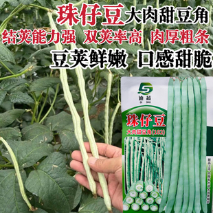 珠仔豆豆角种子种籽猪仔厚肉大肉甜豆角豇豆种籽四季豆蔬菜孑籽种
