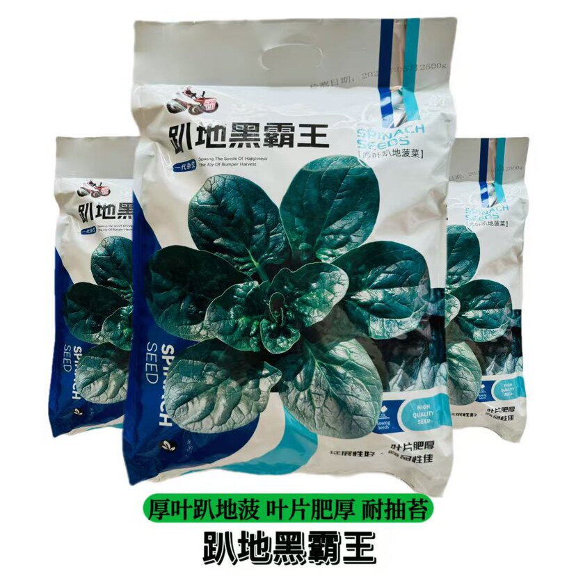 趴地黑霸王菠菜种子踏地菠菜种籽春秋冬季耐寒蔬菜越冬波菠菜种籽