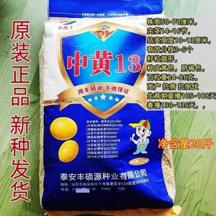 中黄13黄豆种子高产抗病抗倒伏优质大豆种籽农家大田基地春夏播种