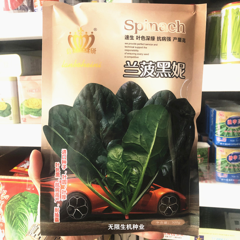 进口菠菜种子 信研兰菠黑妮速生大叶菠菜籽种秋冬季四季蔬菜种孑